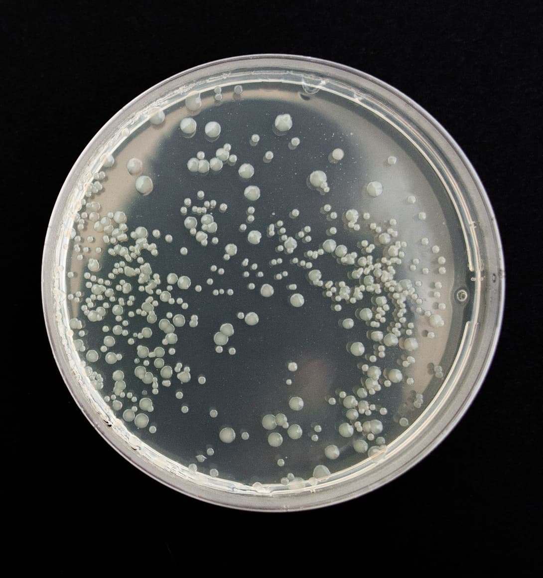Bacterial Culture
