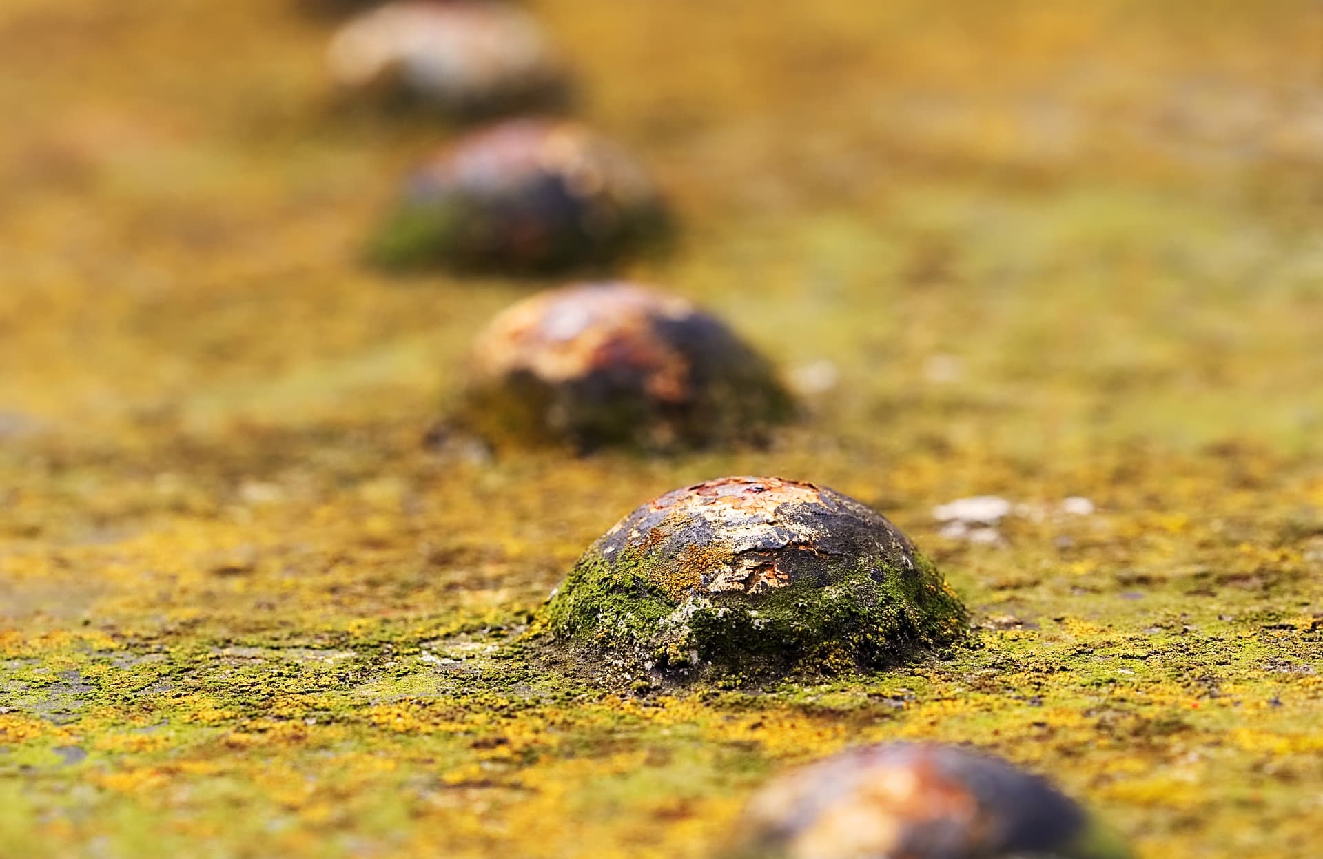 Corrosion Inhibitors