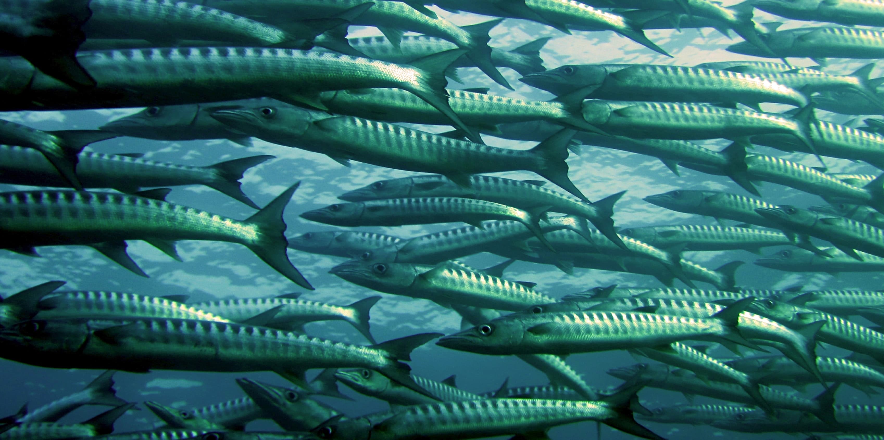 Non-Oxidizing Biocides